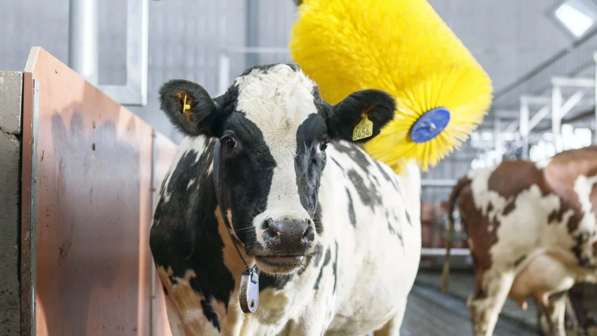 DeLaval har stor succes med sine kobørster. Virksomheden er blandt udstillerne på Landsskuet i Herning. Arkivfoto