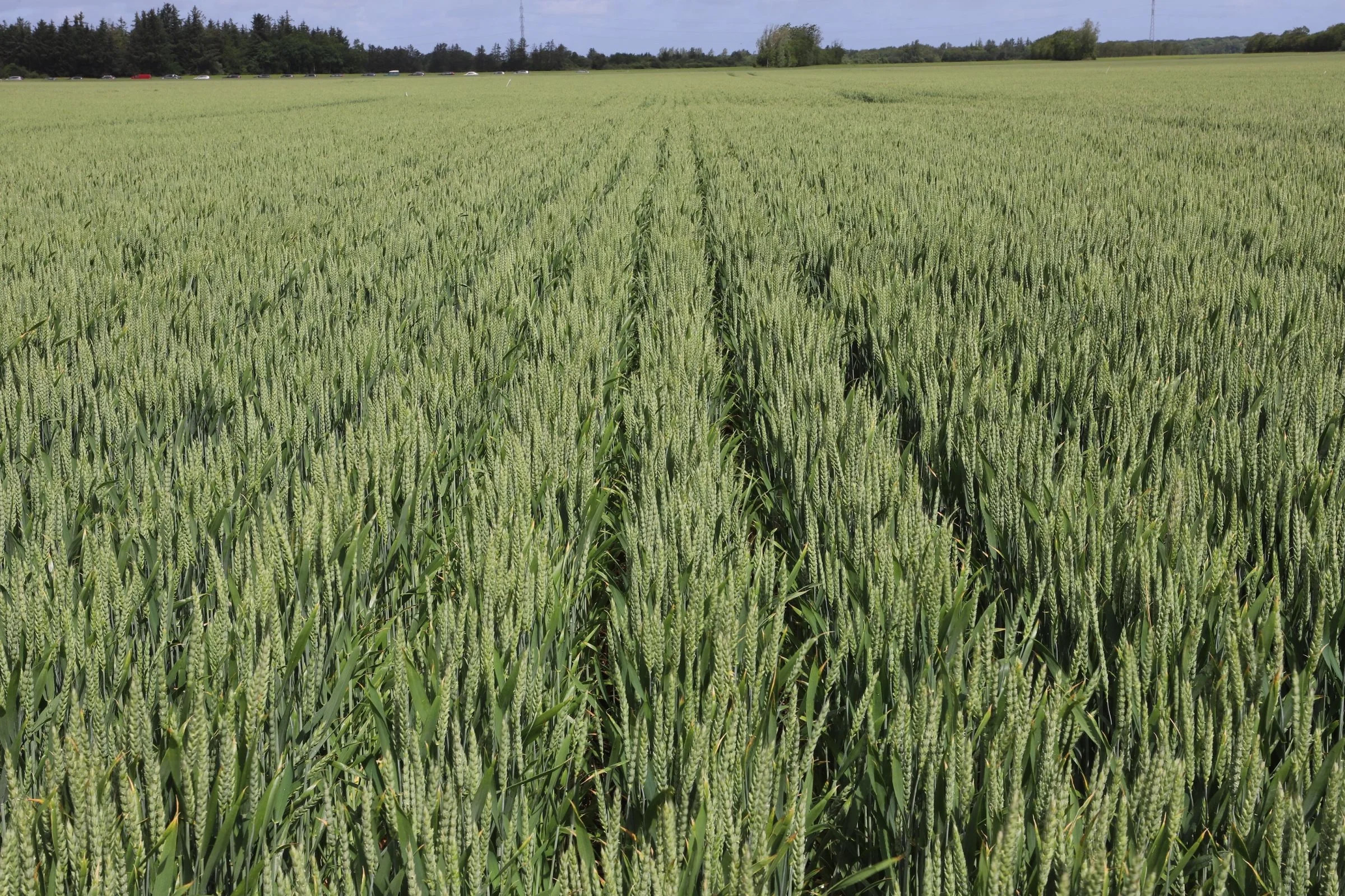 I år er der hvede i Grobund-forsøgene, som JSJ Agro er vært for. Her er conservation agriculture-parcellen, som er sået direkte med en Claydon-såmaskine. Foto: Anne Kjærsgaard Krogh