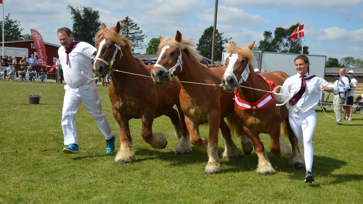 Hoppesamlingen fra Bodil og Jørgen Rasmussen, Lindøhoved Bogense, tog titlen som Skuets bedste samling. Fotos: Camilla Bønløkke