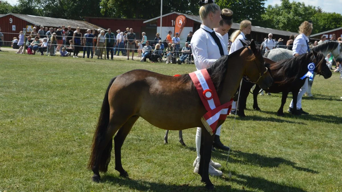 Som skuets bedste følhoppe udpegede dommerne den 4-årige miniaturehest Teglmosens Bay Breeze Legacy efter Majestic Farm Jay Hawks Legacy, der er ejet af Stine Louise Andersen.