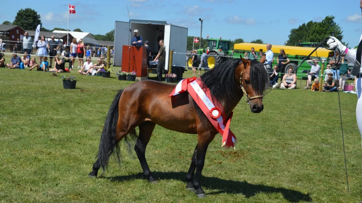 Skuets bedste hingst blev den 5-årige miniaturehest Highlight Mr Carraway efter Abrias Daring Eclipse, der er ejet af Katusa Miniaturehorses v/Lise og Daniel Katusa Romer i Bogense.