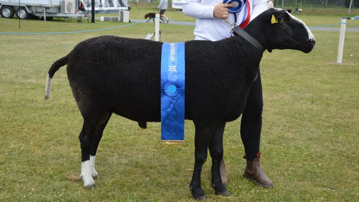 Skuets bedste ældre vædder blev af racen Zwartbles, ejet af RB Farm Supply v/Ronny C W M Bon i Janderup Vestjylland.