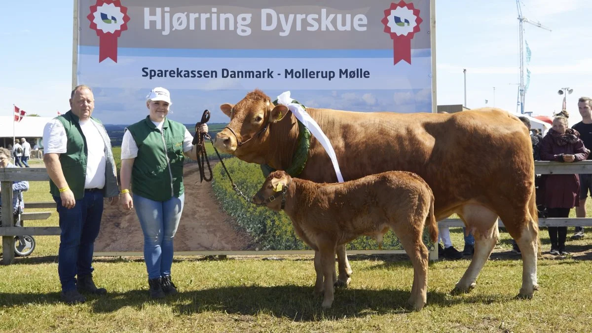 Årets avlsdronning, Lynge Ditsy efter Arkin, fra Per Lynge Laursen. Foto: Tenna Bang