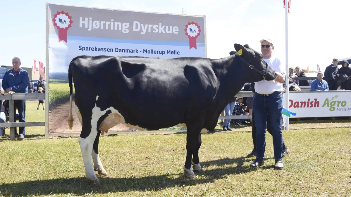 Bedste ældre DH, bedste DH-yver og bedste yver på tværs af racer: 37070-03991, Goldsun fra Niels Peter Utoft, Østervrå