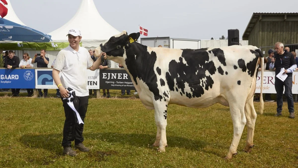 Bedste yngre DH: 37070-04020, Tatoo-datter fra Niels Peter Utoft, Østervrå