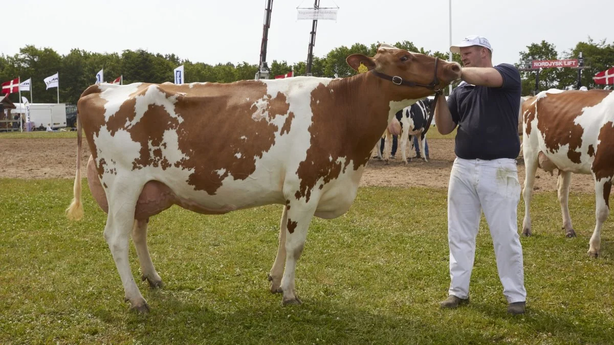 Bedste ældre DRH og bedste DRH-yver: 38143-03496, Power R-datter fra Borup Holstein, Vrå