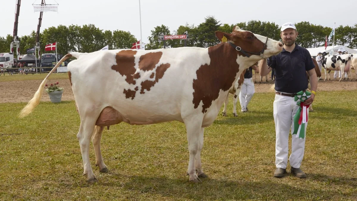 Bedste yngre DRH og Miss Vendsyssel: 38143-03514, Arino Red-datter fra Borup Holstein, Vrå