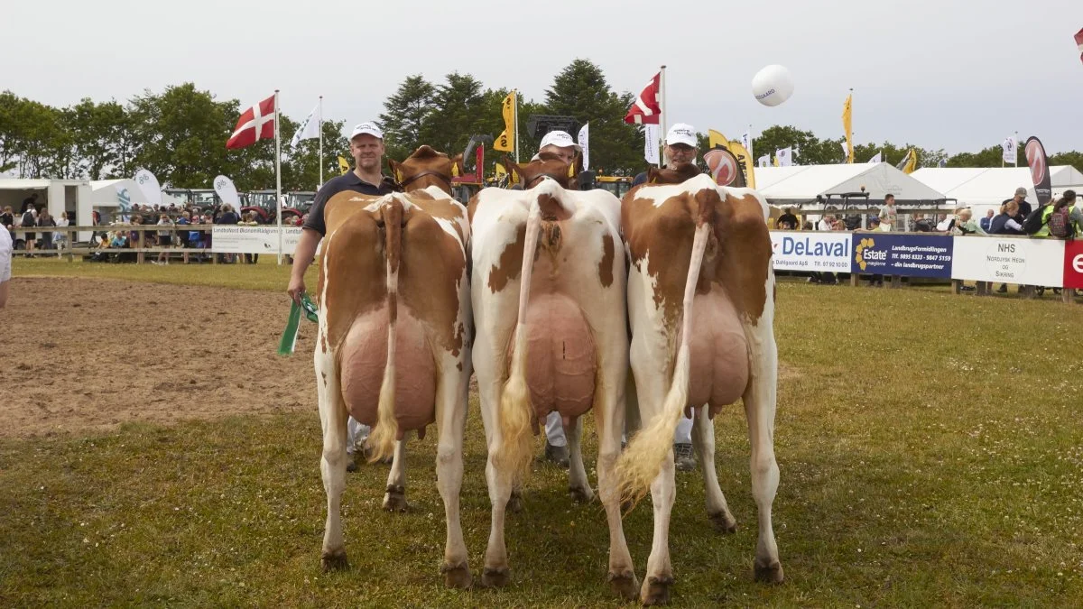 Bedste DRH-besætningsgruppe: Borup Holstein, Vrå