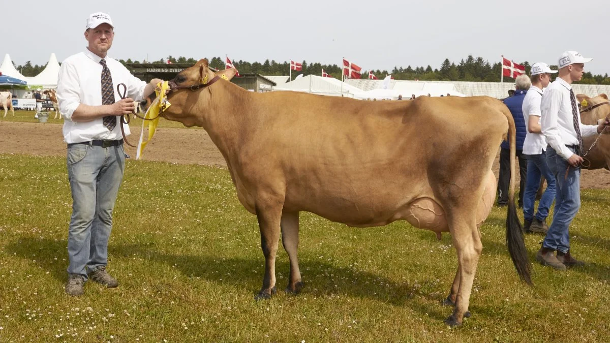 Bedste ældre Jersey: 35582-06640, VJ Hiwe-datter fra Alstrup I/S, Brønderslev
