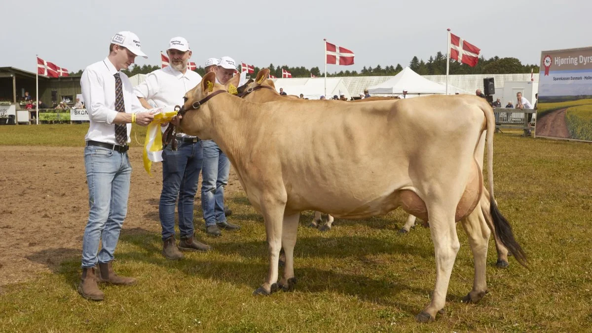 Bedste yngre Jersey og bedste Jersey-yver: 35582-07000, VJ Hitman-datter fra Alstrup I/S, Brønderslev 