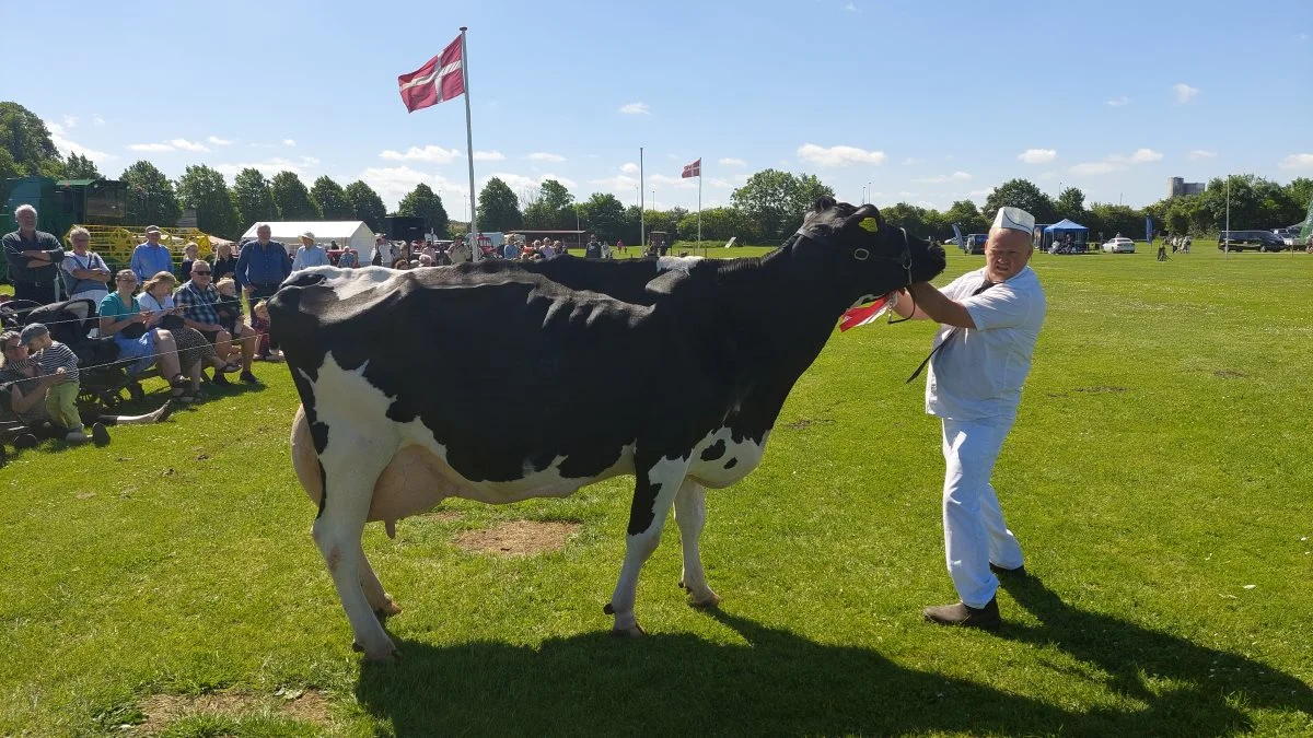 Bedste ældre ko – Kat. Nr. 8 – Ko nr. 21505-03200 fra Ågårdslund V/Anders Skovgaard, Ådal, 7300 Jelling. Foto: John Ankersen