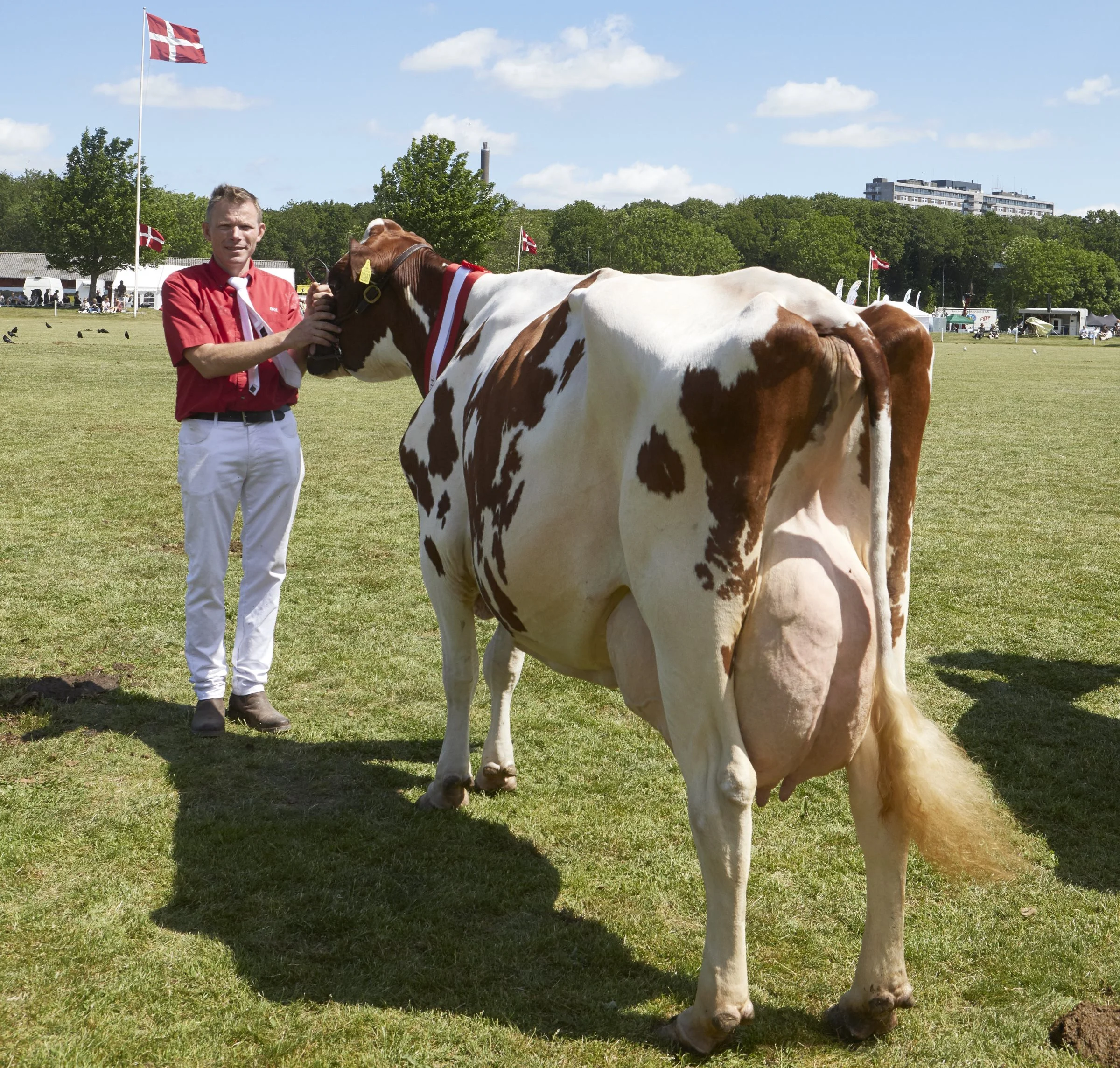 Denne rødbrogede holstein-ko fra besætningen på 300 køer hos Jens Bo i Roerslev blev på årets dyrskue udpeget som modelko, fik topkarakteren 24 point og deltog i vindergruppen ved besætningskonkurrencen. Tillige blev på skuet markeret, at den 10-årige ko nr. 2687 netop har passeret en mælkeydelse på 100.000 kg. Foto: Erik Hansen 