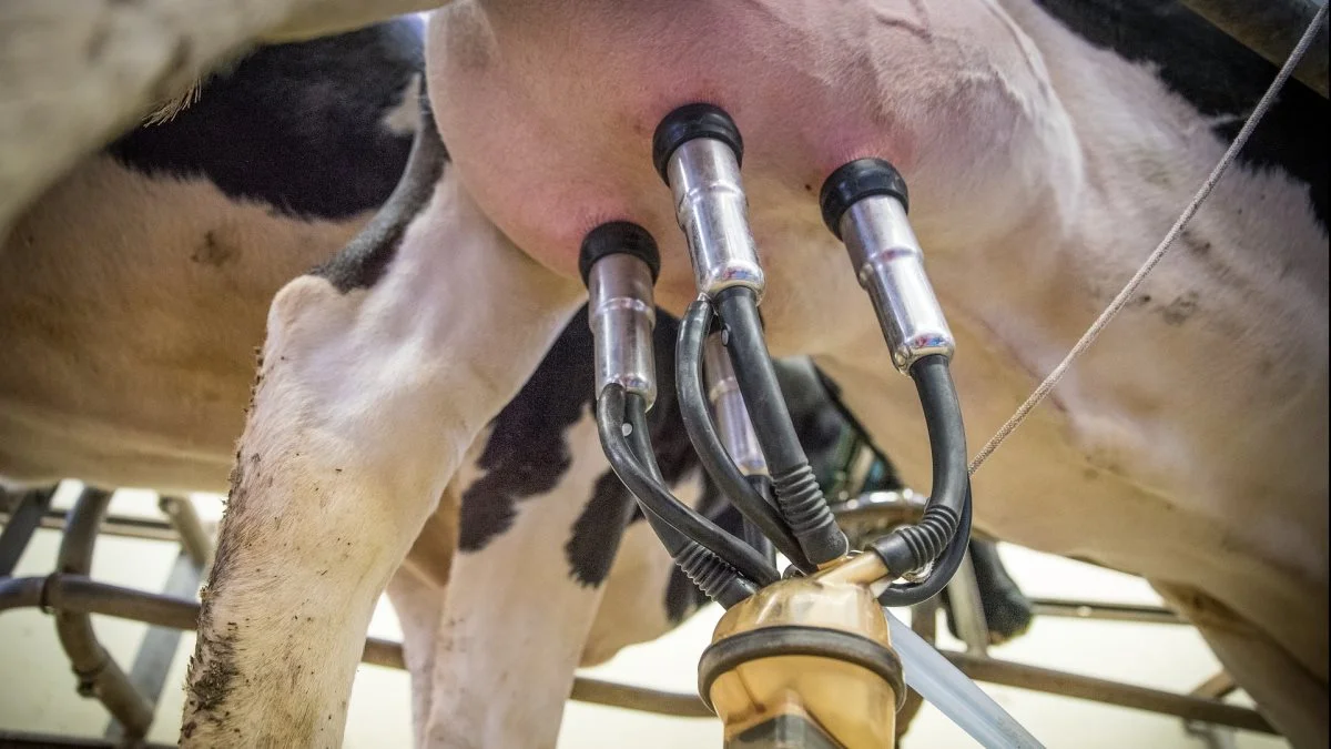- Forsyningssituationen på mælkemarkedet er ved at være kritisk, siger Klaus Kaiser, erhvervsøkonomisk chef i Seges Innovation. Arkivfoto