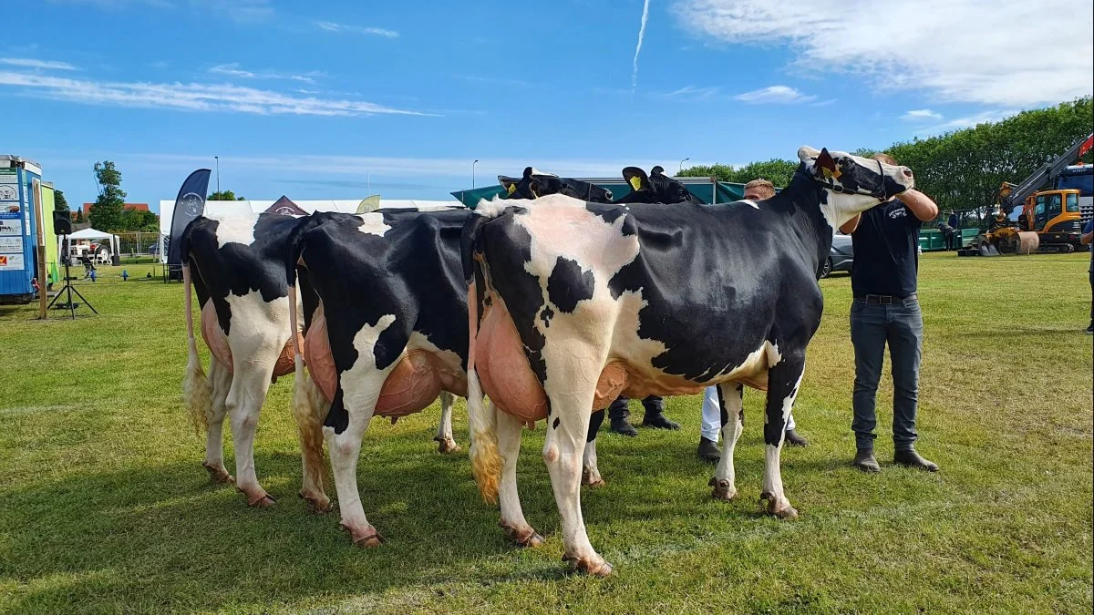 Bedste Holstein-besætningsgruppe: Lille Skovsgaard, St Binderup. Fotos: VikingDanmark