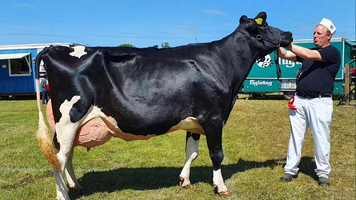 Bedste ældre Holstein og 24 point: Goldsun x D Dundee, Lille Skovsgaard, St. Binderup