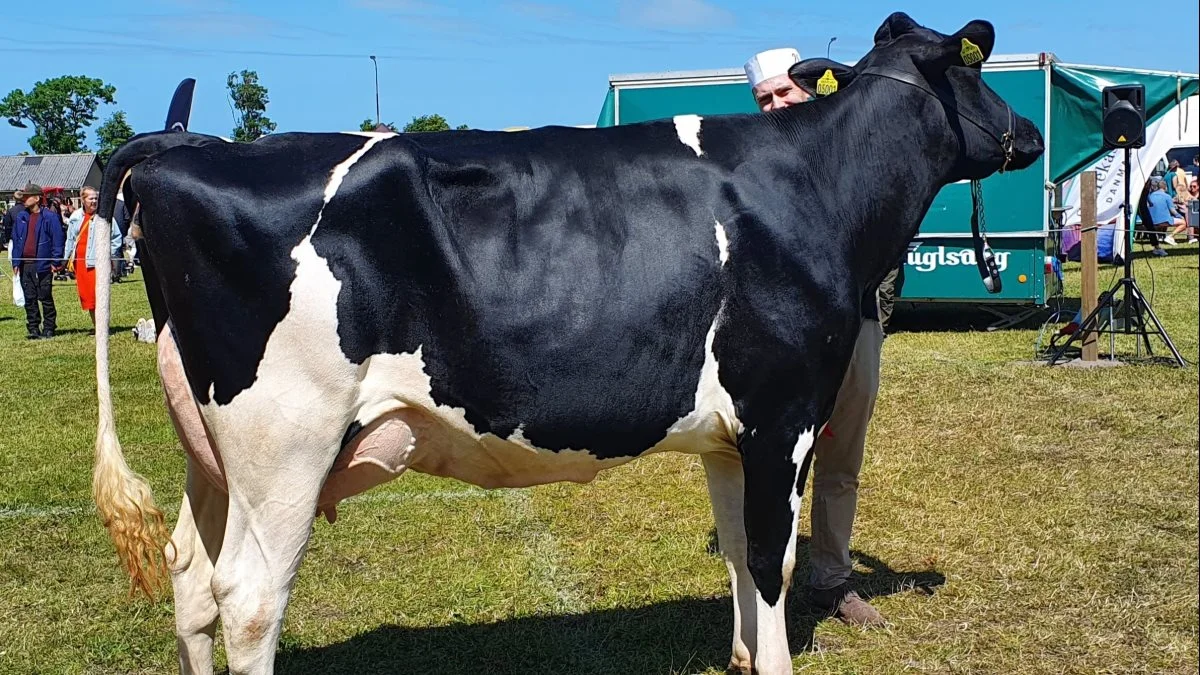 Bedste yngre Holstein: Callen x W H Riman, Andreas M. Haugaard, Aalestrup