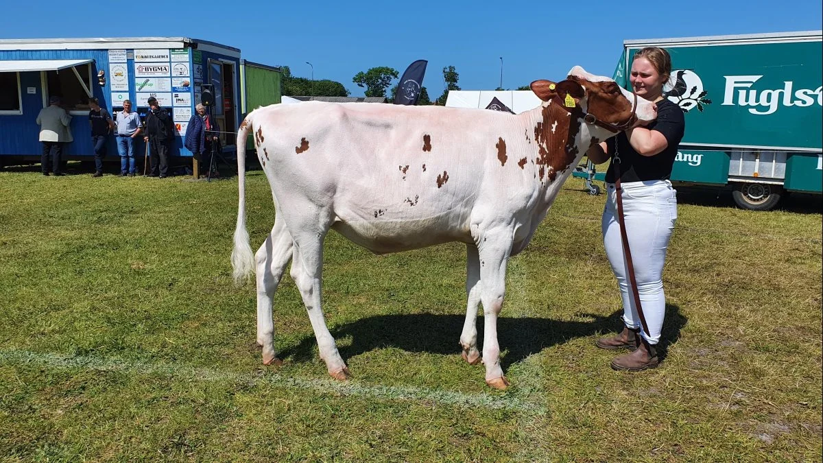 Bedste kvie: Warrior Red x Goldrush, Mini Hood Holstein, Løgstør