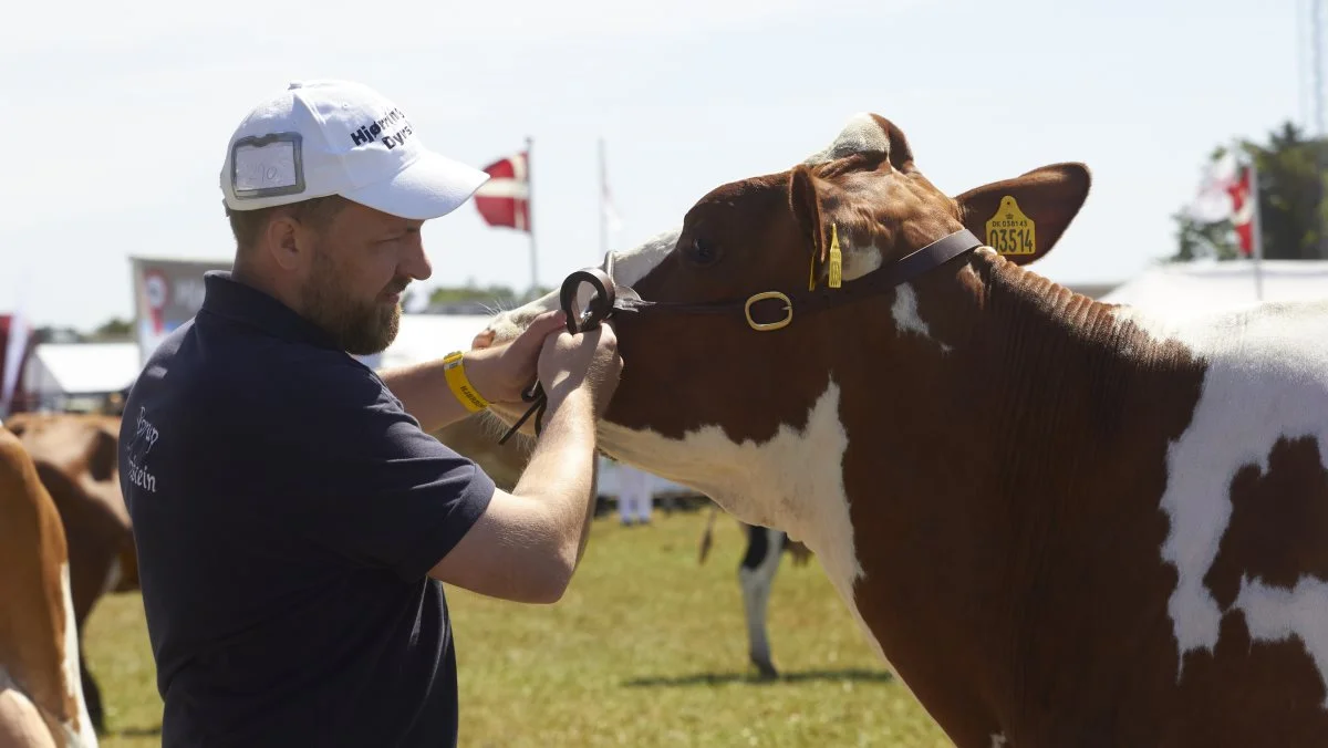 Borup Holstein, Vrå, vandt flere ærespræmier ved dette års skue.