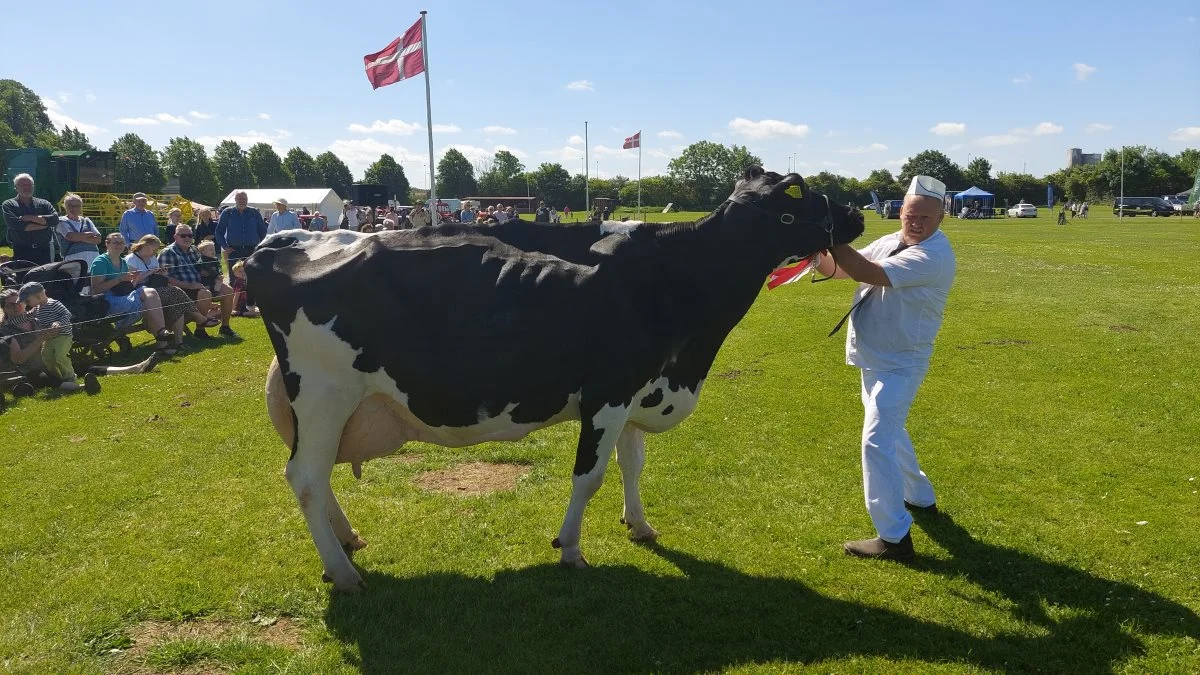 Bedste ældre ko – Kat. Nr. 8 – Ko nr. 21505-03200 fra Ågårdslund V/Anders Skovgaard, Ådal, 7300 Jelling. Foto: John Ankersen