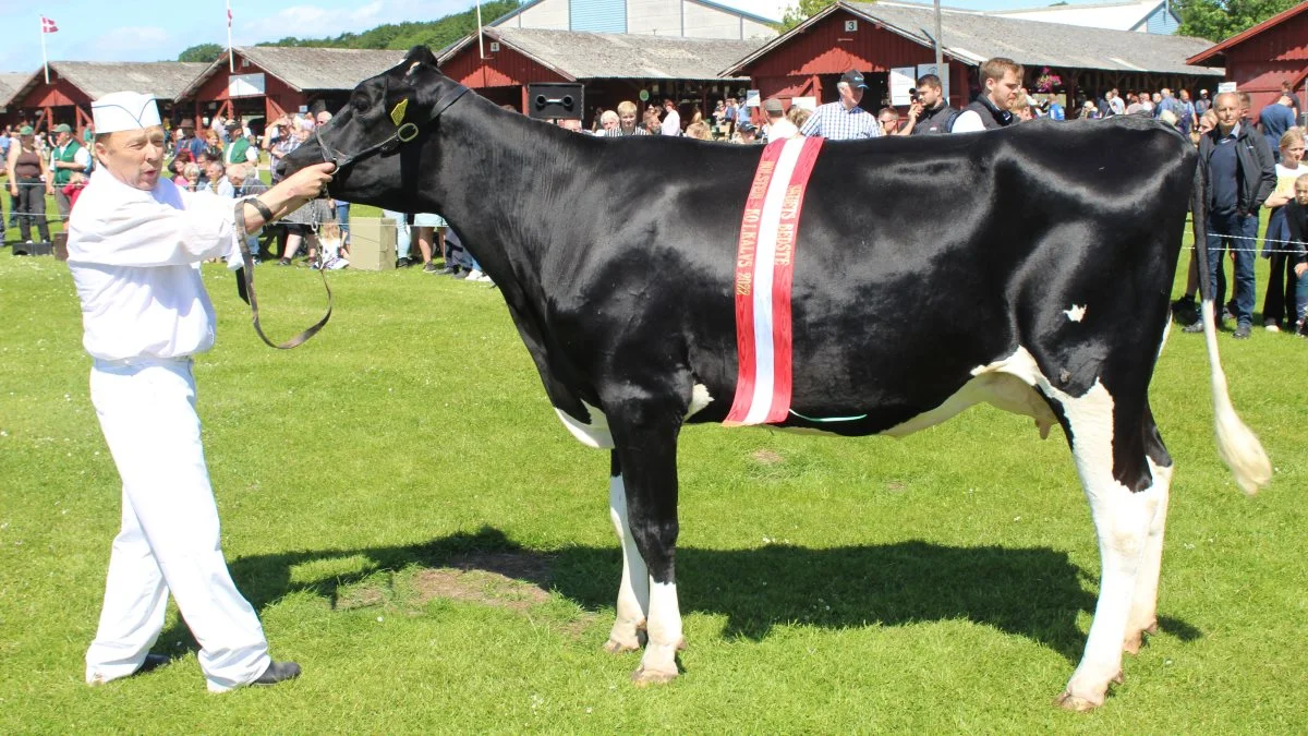 Bedste 1. kalvs ko – Kat. Nr. 30 – Ko nr. 20877-02264 fra Søren Knudsen, Gauerslund, 7080 Børkop. Foto: John Ankersen