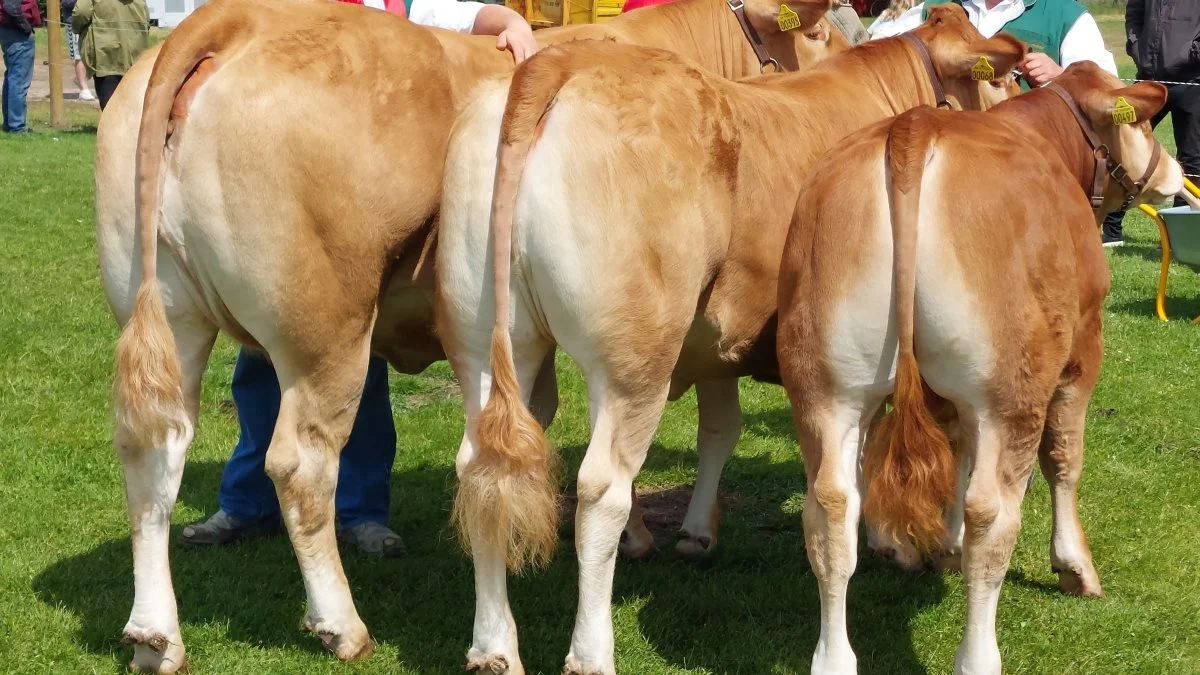 Bedste besætningsgruppe i Interbreed gik til Limousine-gruppen hér fra Mads Jørgensen Sølvhøj, St Dalby, 8722 Hedensted.