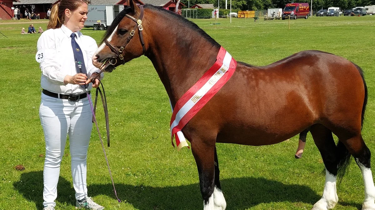 Bedste hingst gik til Welsh - Kat. Nr. 23 - FJORDGLIMT EDISON (DNK) WCH 39 fra J. Larsen, Fjordglimt, 8721 Daugård. 
