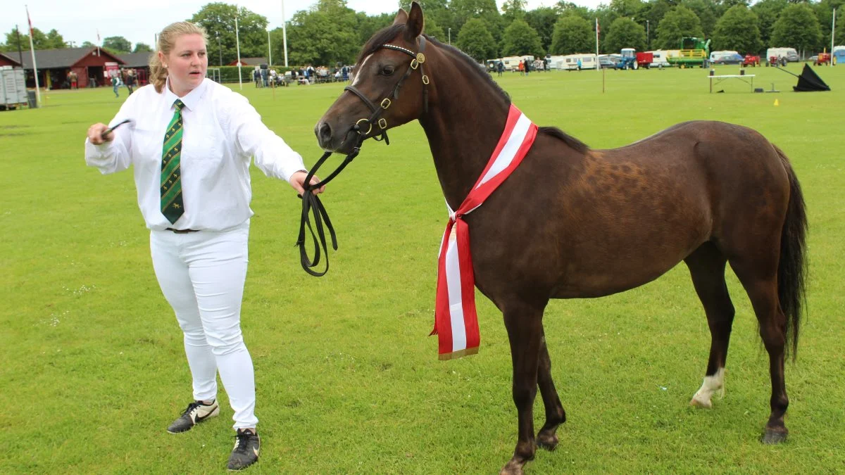 Bedste 2. års hoppe gik til Welsh – Kat. Nr. 22 - BJERREGARDS LETTY (DNK) 672 (IR) WSB fra : J. Bjerregaard, 8766 Nørre-Snede.