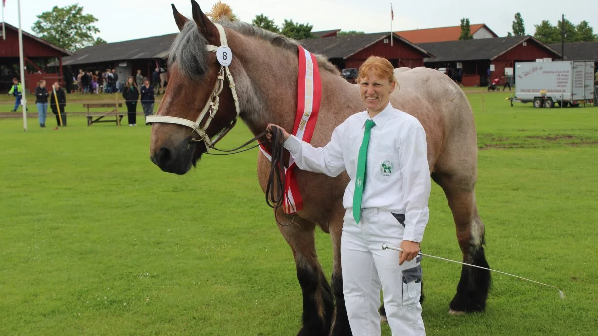 Bedste Vallak gik til Belgier-racen – Kat. Nr. 8 - KLAUS 9806163 fra Nadia Møller Kristoffersen, 8783 Hornsyld.