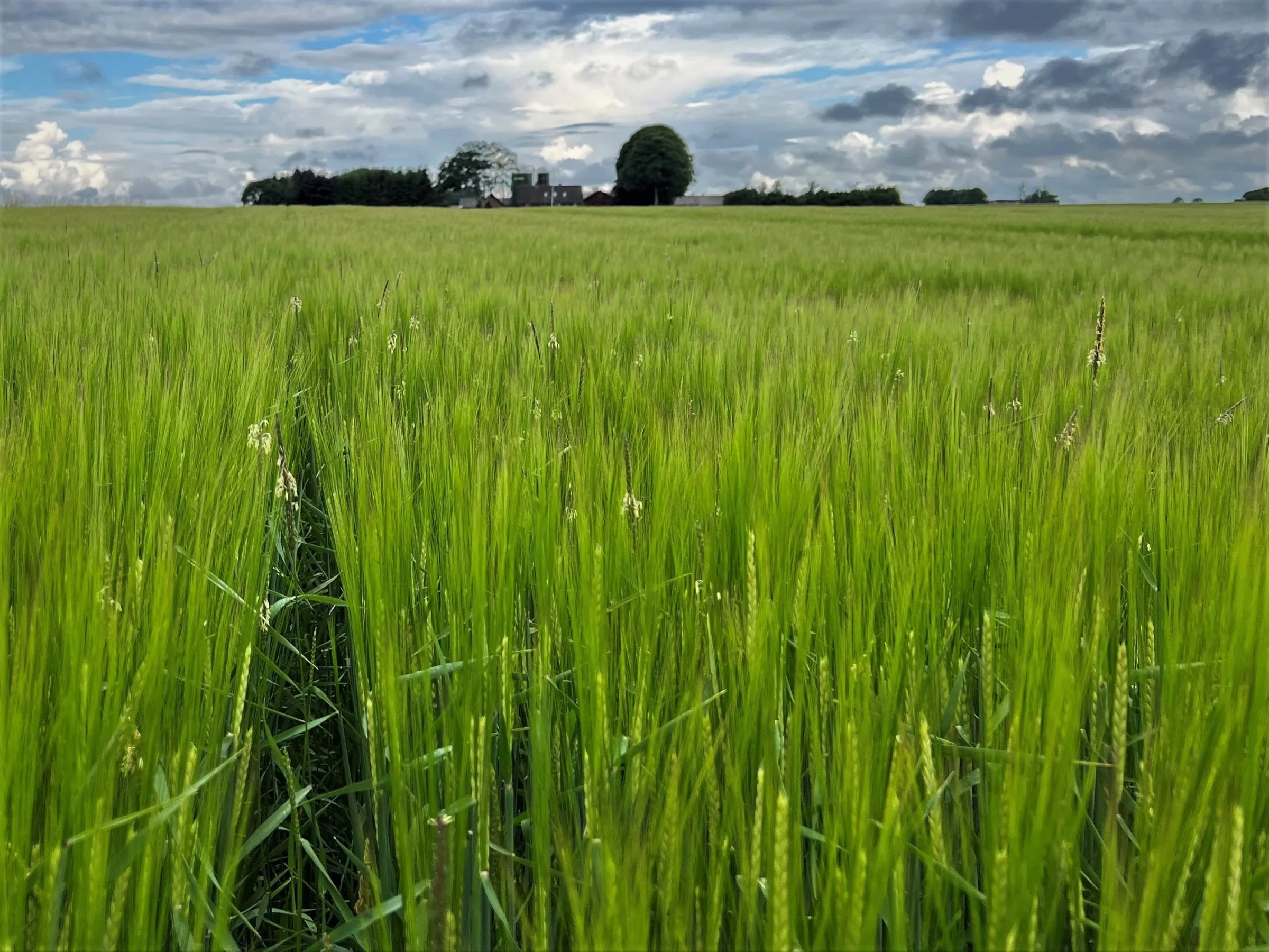 Selv i vårbyggen stikker agerrævehalerne frem, derfor opfordrer planteavlskonsulent Daniel Damhus at indføre hestebønner i sædskiftet på Dyrlægegaarden. Foto: Kasper Stougård 