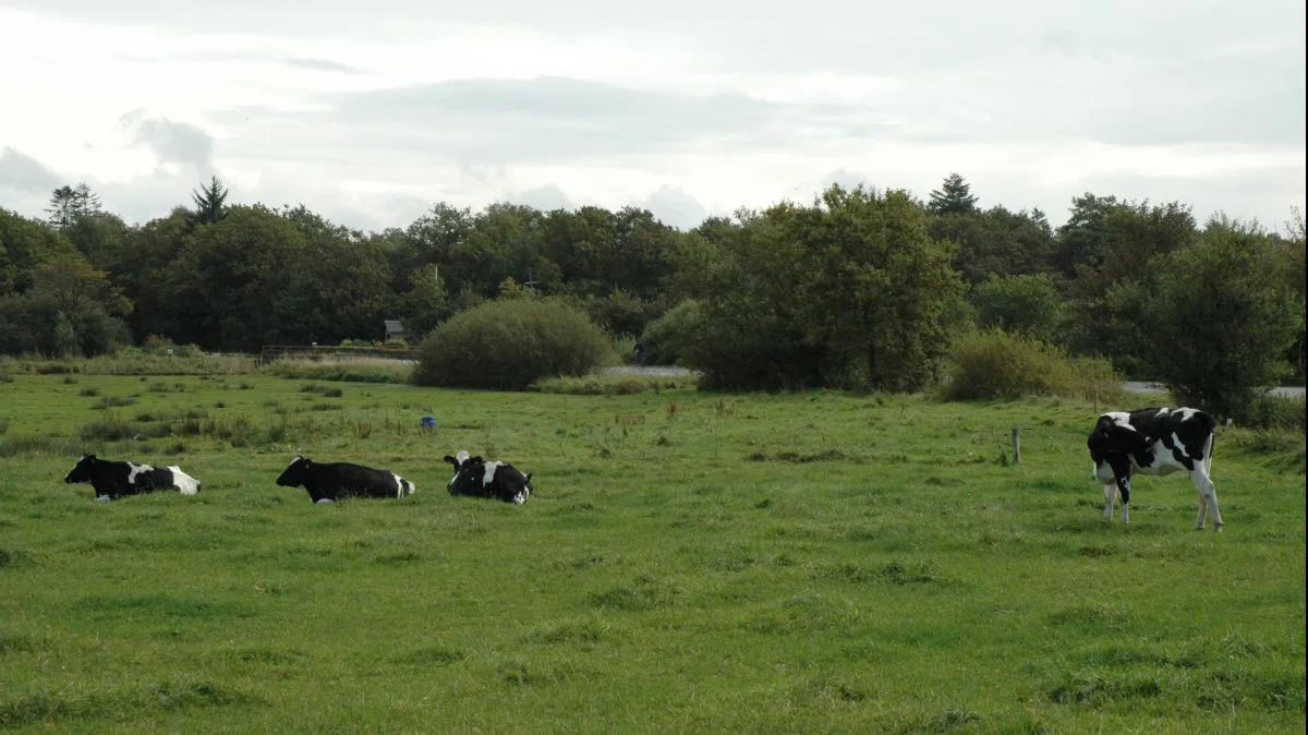 Fluerne kan være en plage om sommeren, og de øger blandt andet risikoen for, at kvier og goldkøer kan få sommermastitis. Desuden bemærker  ØkologirådgivningDanmark. at det er værd at holde øje med andre overførte sygdomme, som fluerne er årsag til, for eksempel Pink Eye. Arkivfoto: John Ankersen