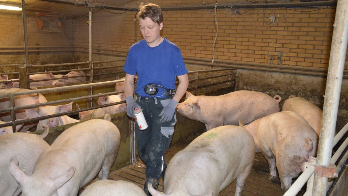 - Det er en win win for både foderforbrug og poltens fremadrettede holdbarhed, lyder det fra Randi Øster Amby, om den optimerede plan for polteholdet.