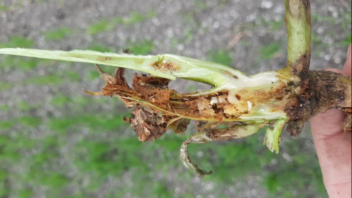 Mange økologiske rapsmarker er angrebet af bladribbesnudebiller, og der er desværre rigtig mange larver i hver enkelt angrebet plante. Foto: Mia Worsøe