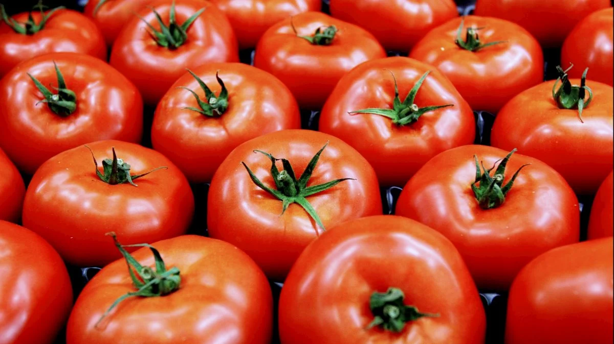 Kina, Italien og Californien står for mere end 65 procent af den globale produktion af tomater. Foto: Colourbox