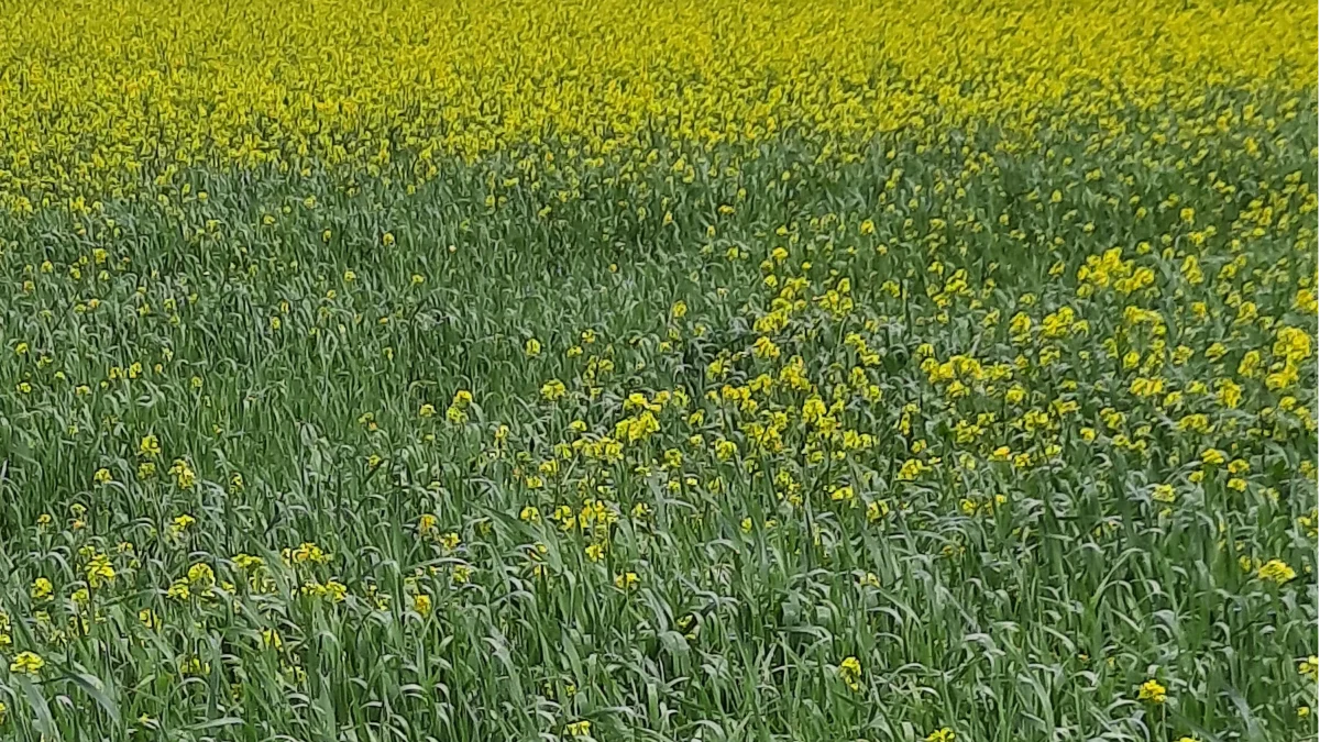 Agerkål er fremherskende mange steder på Sjælland, og det er en stor udfordring, fordi det er en korsblomstret ukrudtsart, der kan få kålbrok og knoldbægersvamp. Foto: Mia Worsøe