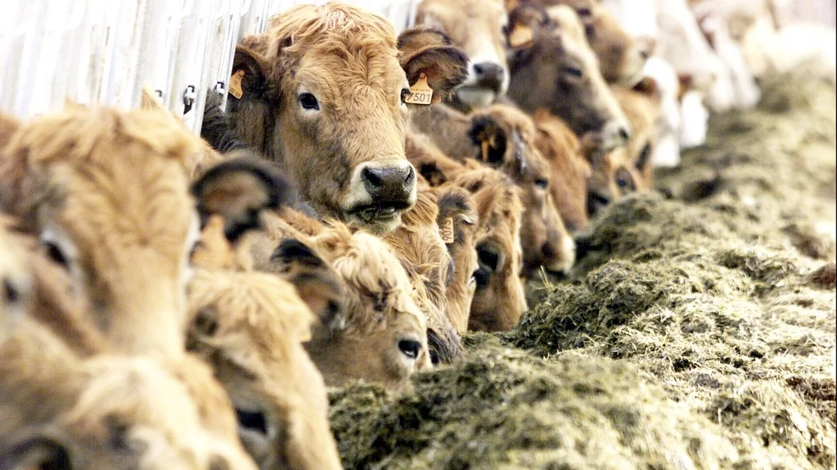 - Det sydlige Europa lægger fortsat fine ordrer, så der er ingen slinger i valsen på den front, siger Henning Sønnichsen, salgsdirektør i Danish Crown Beef. Foto: Colourbox