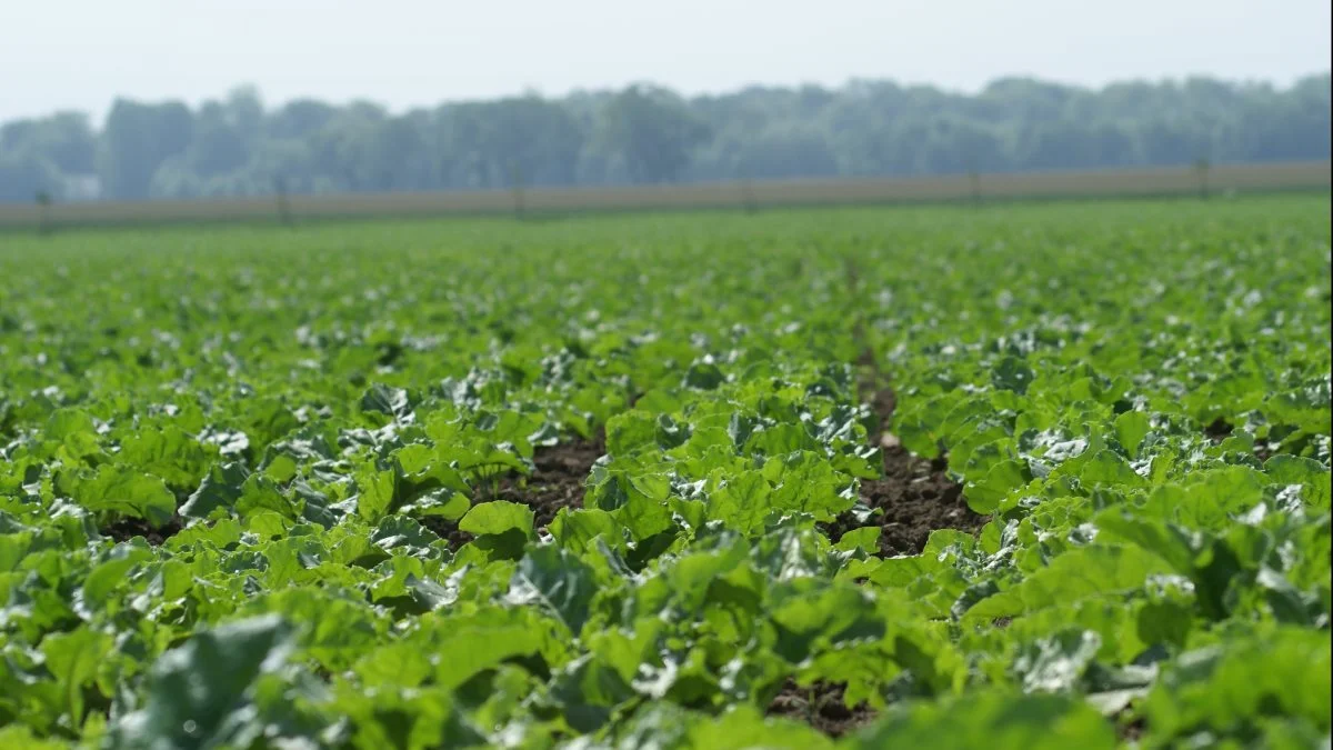 Svampebekæmpelse i sukkerroer har vist sig at være en særdeles rentabel sprøjtning, og i de seneste mange års landsforsøg har man demonstreret nettomerindtægter på i gennemsnit 1.500 kroner pr. hektar. Foto: BASF