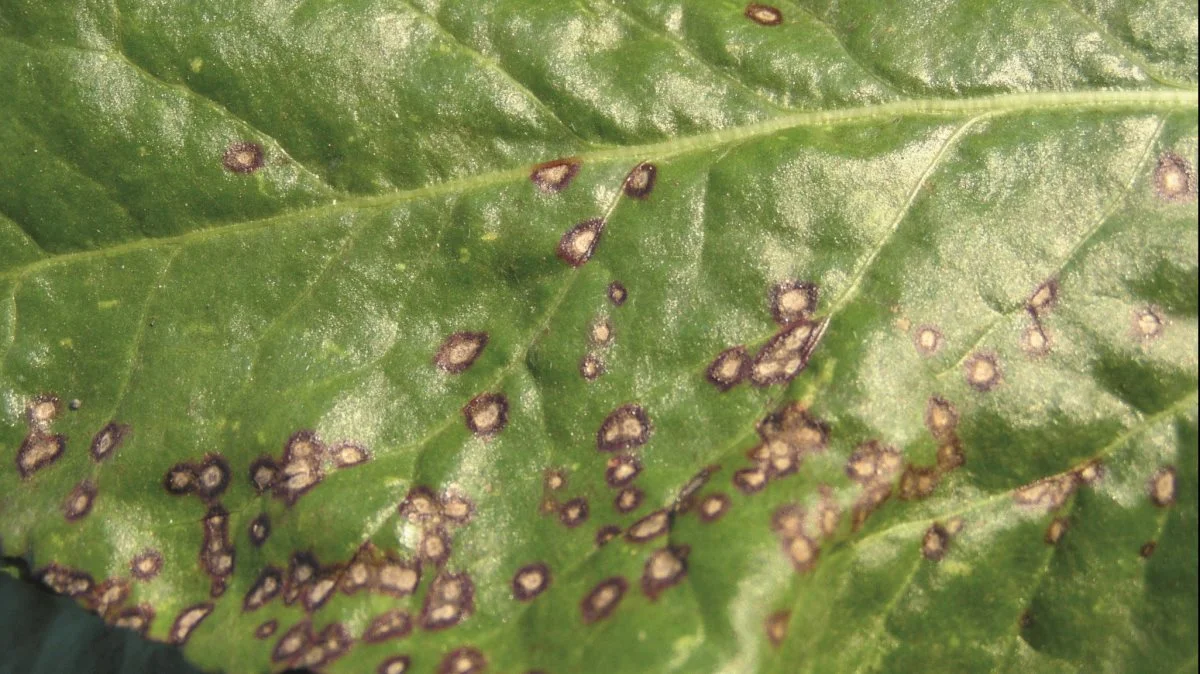 Cercospora. Foto: BASF