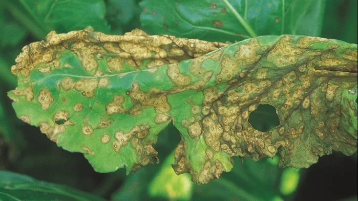 Ramularia. Foto: BASF