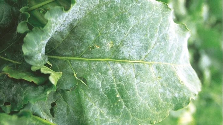 Bedemeldug. Foto: BASF
