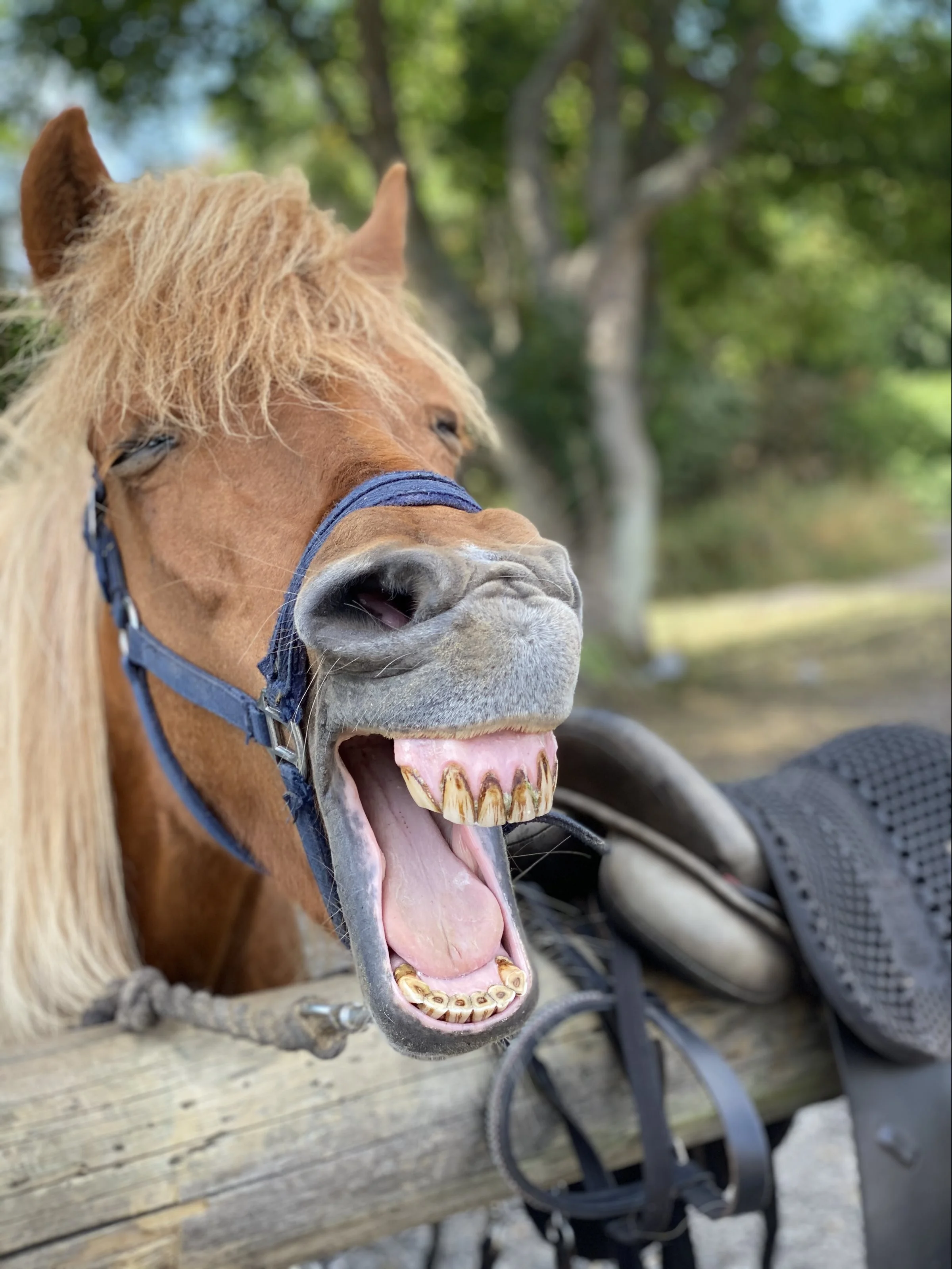 Der er udsigt til grin og smil, når der er hesteskue og kræmmermarked i Gørlev. Foto: Karina Laugaard Kristensen