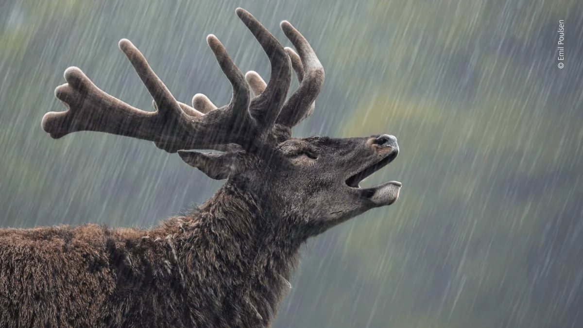 Dette flotte billede blev kåret til årets bedste naturfoto. Foto © Emil Poulsen