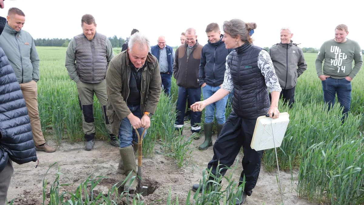 Medejer af JSJ Agro, Jens Jungersen, graver i den kompakte siltjord sammen med Annette Vestergaard fra Seges ved en markvandring i Grobund-forsøget for nylig. 