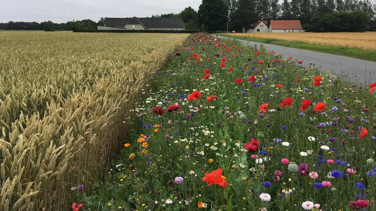 Der kan komme flere blomsterstriber som denne, hvis alle landmænd skal find fire procent af deres arealer, som skal stå udyrkede. 