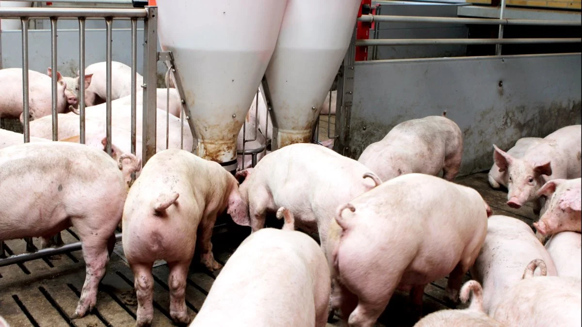 Når man kigger på andre store svineindustrier i Europa, er det kun i Danmark, at noteringen fortsat stagnerer. Foto: Anne Wolfenberg