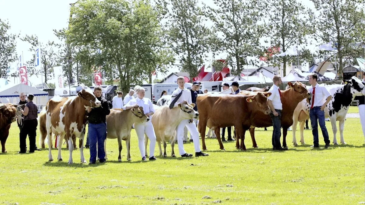 Over 2.000 dyr er tilmeldt dette års Landsskue. Arkivfoto