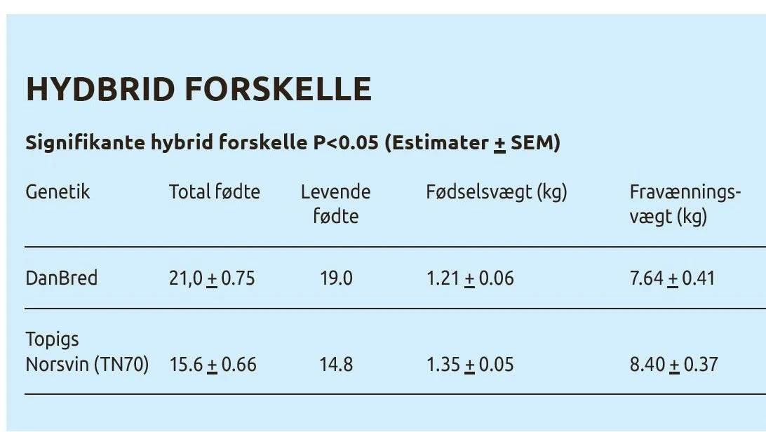 Topigs Norsvin-grise fødes og fravænnes større end DanBred-grise. DanBred søer får til gengæld større kuld, viser undersøgelse fra Aarhus Universitet. Kilde: Slides af PhD-studerende Jeanet Winters, Aarhus Universitet, fra møde på Københavns Universitet den 15. juni 2022.