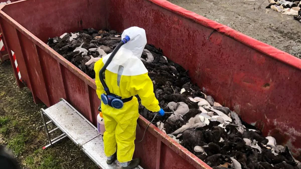 Myndighedernes håndtering af minksagen skal have personlige konsekvenser, mener Minkkommissionen. Arkivfoto: Brian Langballe Kristiansen
