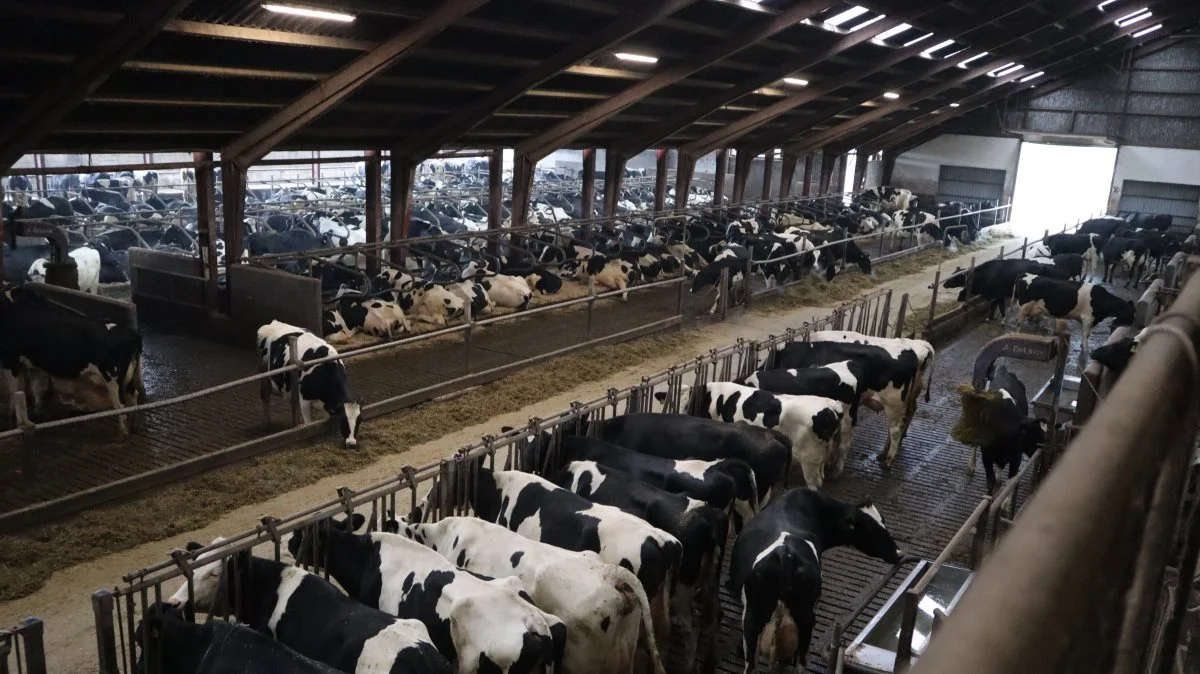 Mælkeproducenter komme til at mærke en nedgang i støtten. Foto: Michael Strandfelt
