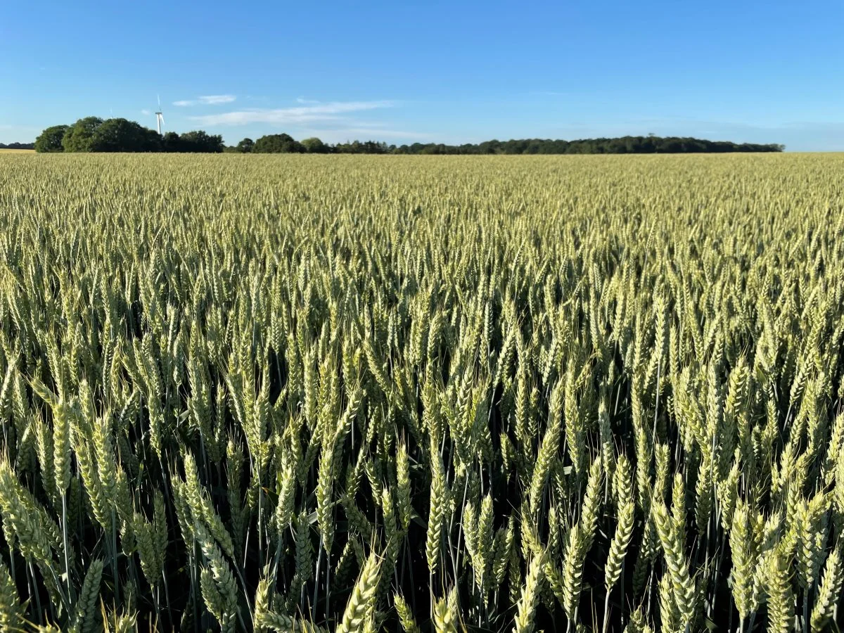 De tre sorter i Wheat Mix 221 er meget ensartede i høsttidspunkt og strålængde. Det sidste betyder også, at afgrøden næsten ligner en ren sort på marken. Foto: DLG