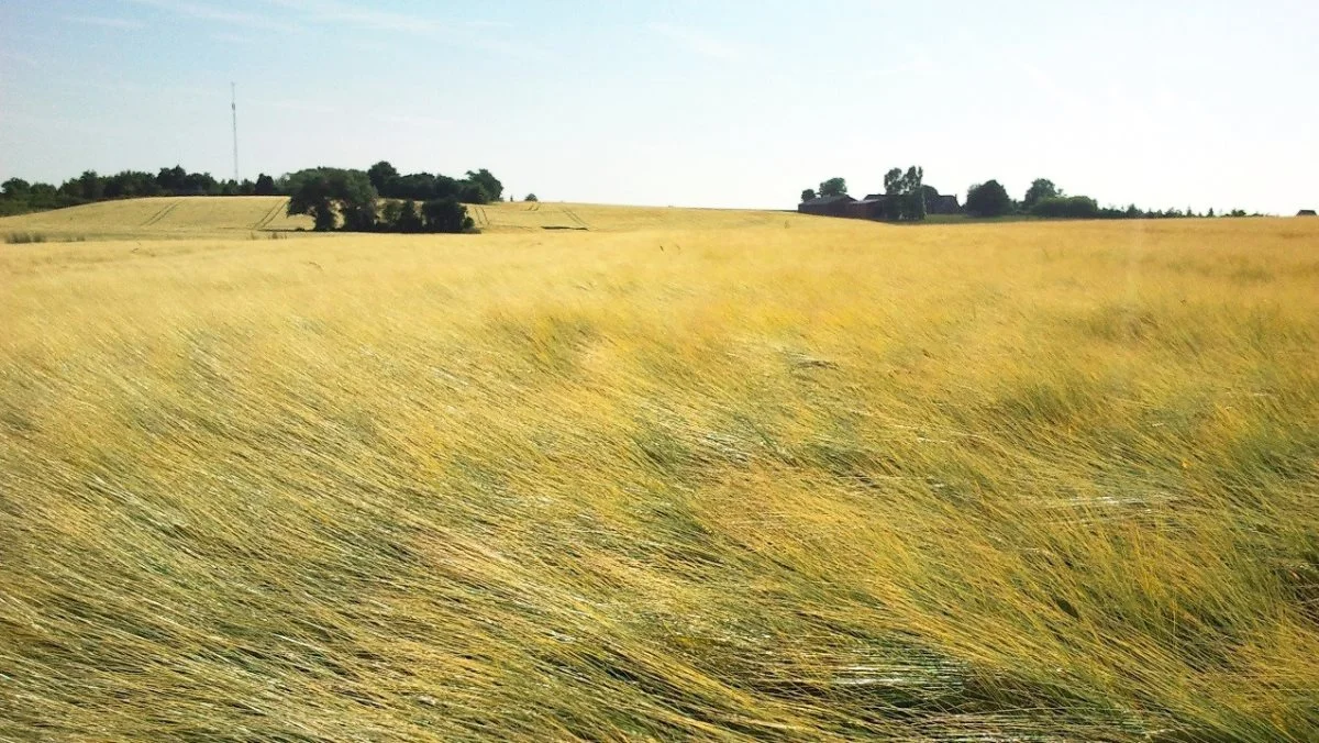 Det er ikke tilladt at anvende glyphosat i konsumærter, korn til malt, havre til gryn og brødkorn (rug, hvede, byg, triticale/rughvede og spelt) efter fremspiring af afgrøden. Siden 2017 har der endvidere ved levering af maltbyg været krav fra aftagerne om, at der ikke er anvendt glyphosat før høst. Arkivfoto